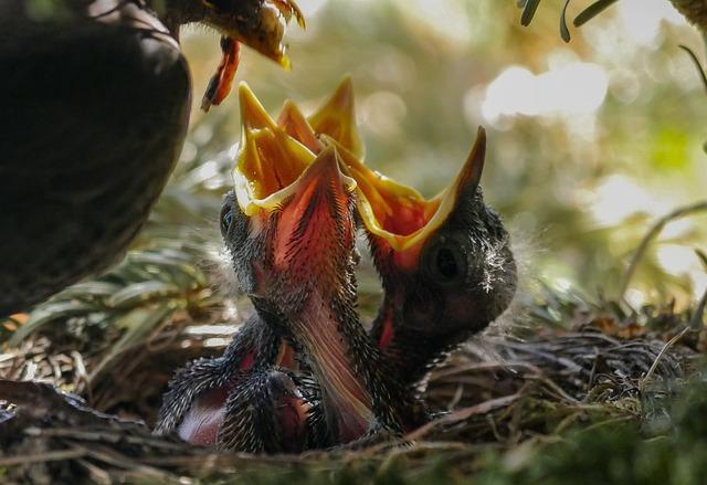 Hunger Games: Neuveriteľné transformácie hercov pre dystopickú ságu